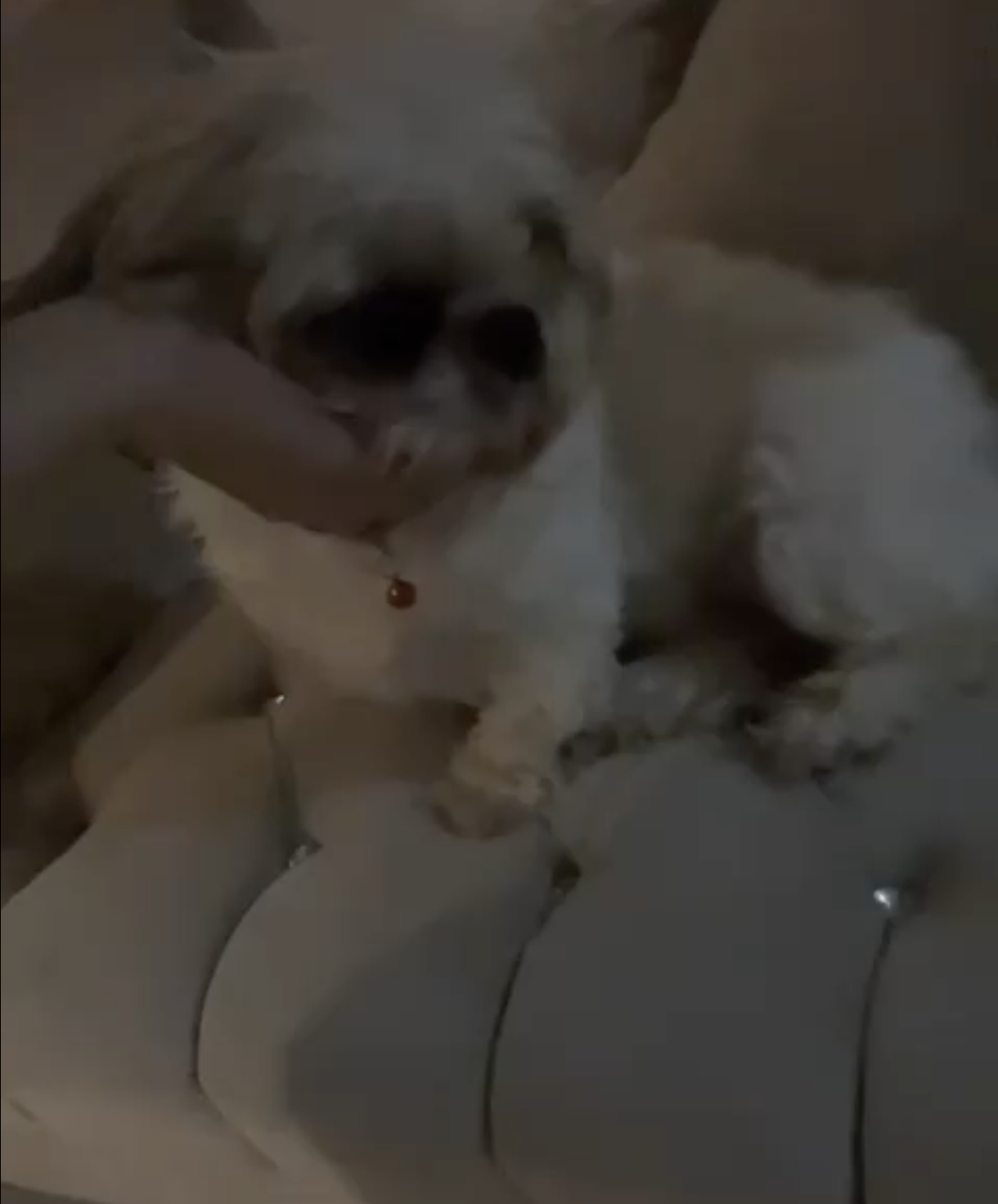 Clowy si anjing kesayangan
